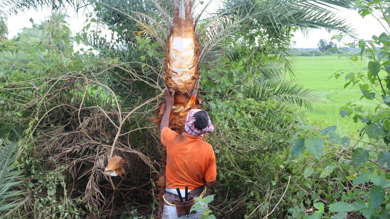 ఈత చెట్టు కోసే విధానం