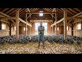 💸 Inside the Ultimate Poultry Empire: From Small Shed to Massive Egg Factory 🏗️