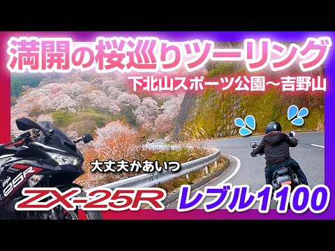 【レブル1100 ZX25R】千本桜の中心で初心者女子ライダーがいややと叫ぶ【2021桜 吉野 】