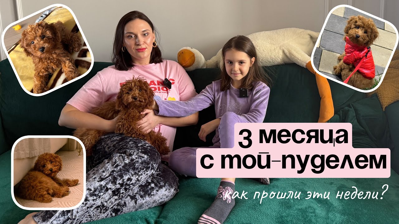 ЖИЗНЬ С ТОЙ-ПУДЕЛЕМ: как прошли первые 3 месяца? 