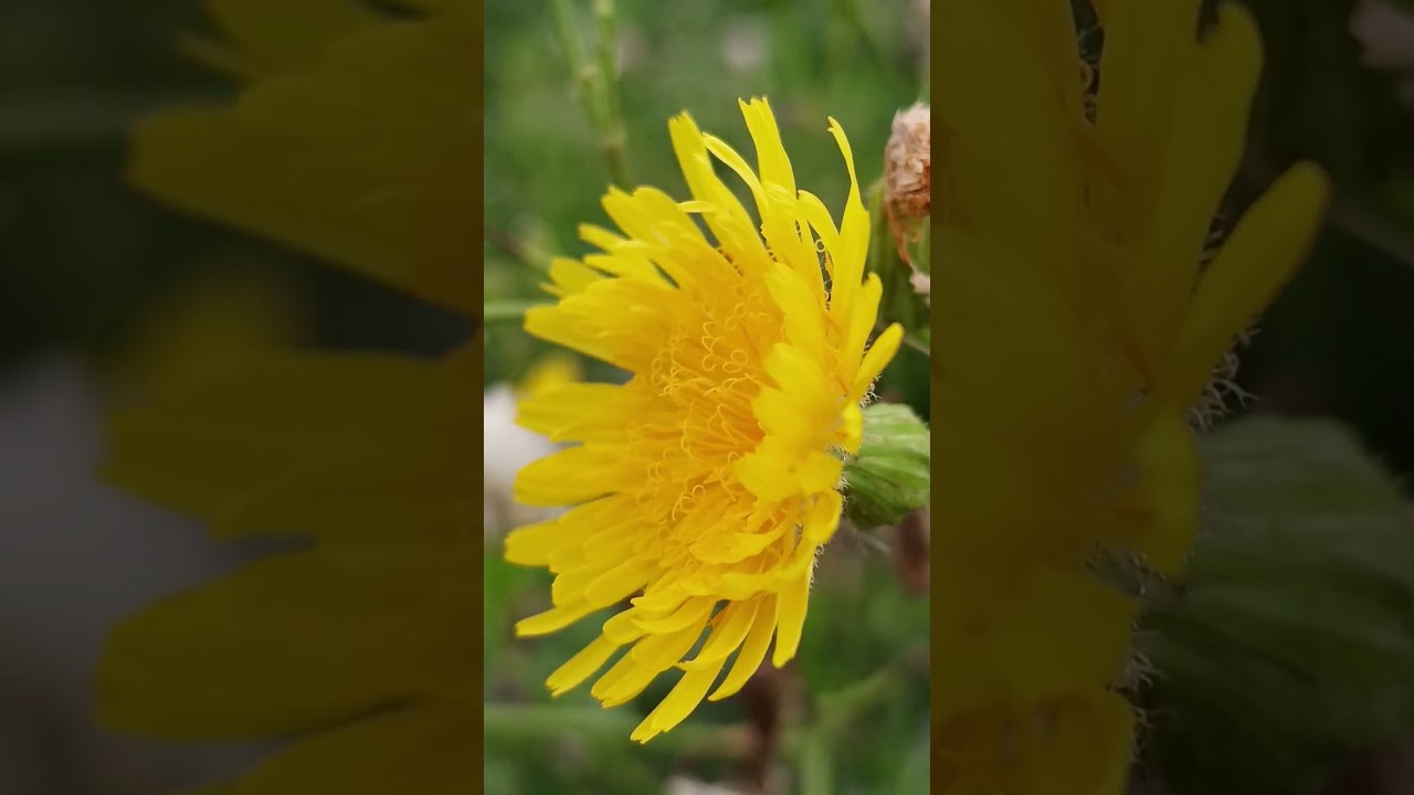 January 13 – A Beautiful Day to Relax, Smile & Connect with Nature 🌞🍃 flori galbene
