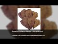 Aquarium Catappa Leaves Indians Almond Leaves For Reduce PH Softened Purified Water Quality For