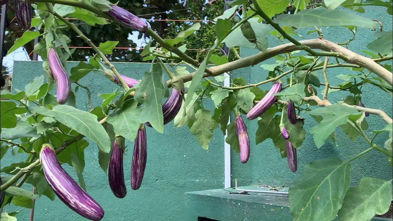 Huge Eggplant Tree At Southern Sri Lanka Youtube