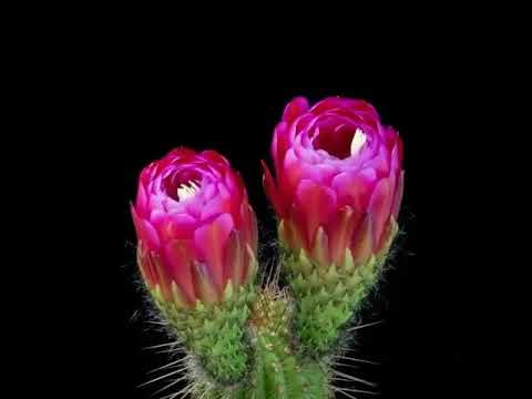 Video: Kapan Bunga Kaktus – Waktu dan Kondisi Kaktus Mekar