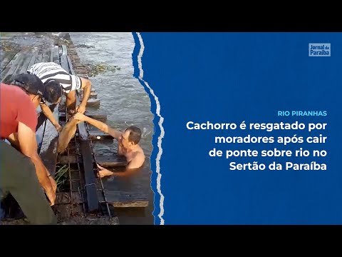 Cachorro é resgatado por moradores após cair de ponte sobre rio no Sertão da Paraíba