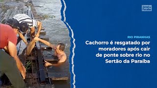 Cachorro é resgatado por moradores após cair de ponte sobre rio no Sertão da Paraíba