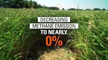 Drip irrigation is shaping the future of rice agriculture | Netafim