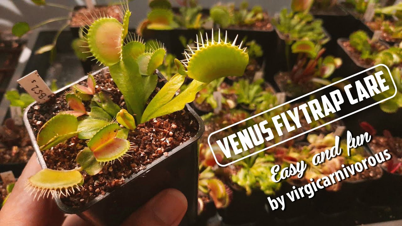 Cara Merawat Venus Flytrap ~by virgis little garden