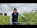 How One Wiltshire Farmer is Growing HOLL OSR