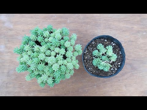 265 [Growing rapidly and beautifully] Now is the time to take care