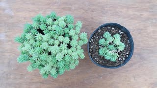 265 [Growing rapidly and beautifully] Now is the time to take care