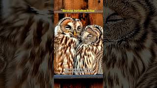 Night Predator - series: “Bukan Romantis—Ini Strategi Bertahan Hidup”