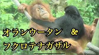 オランウータン Youtube オランウータン Youtube