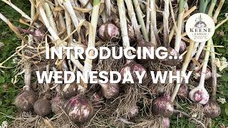 Why We Started Keene Garlic: Growing Organic Garlic Success 🧄