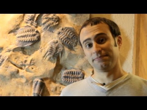 Top Ten Dino
