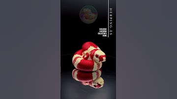 Herping.es - Lampropeltis triangulum "albino"