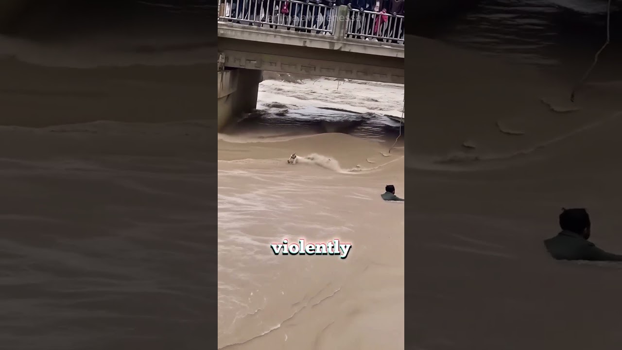 Man Dives Into Floodwater To Save Goat || AI Awareness ||