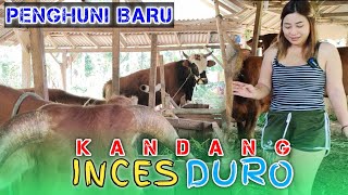 ADA YANG BARU DI KANDANG INCES PEGON MURAH SIAP KORBAN