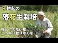 【自然農】不耕起の落花生栽培だからこそ注意するべき点とは2021年5月26日【natural farming】
