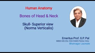 Famous 2, Skull- superior view - Norma Verticalis Profile