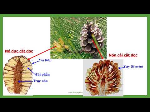 Sinh 6 Tuần 24