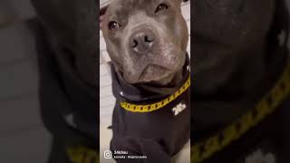 Milo The Blue Staffy Doesnt Care About What Others Think Of Him And You Shouldnt Too