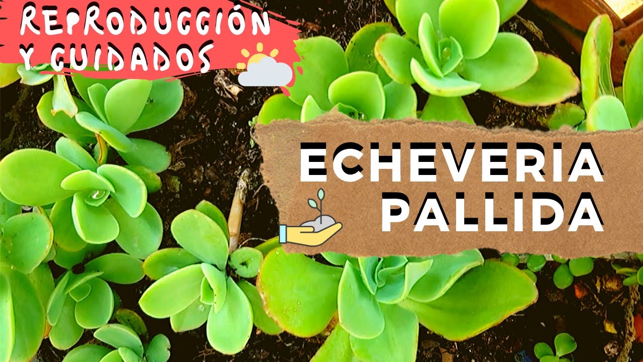 SUCULENTA: ECHEVERIA PALLIDA | FÁCIL reproducción y cuidados