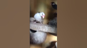 birdsandbirds channel first breeding progress Java Sparrow 2023 &latest update Hindi in Urdu#java