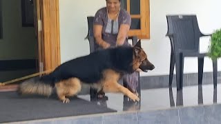 Rambo's extreme aggressiveness | German Shepherd Dog |