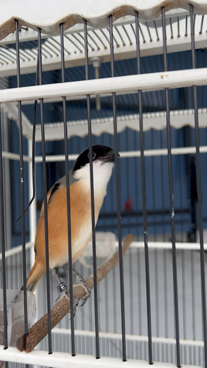 Download lagu Cendet betina isian tengkek buto