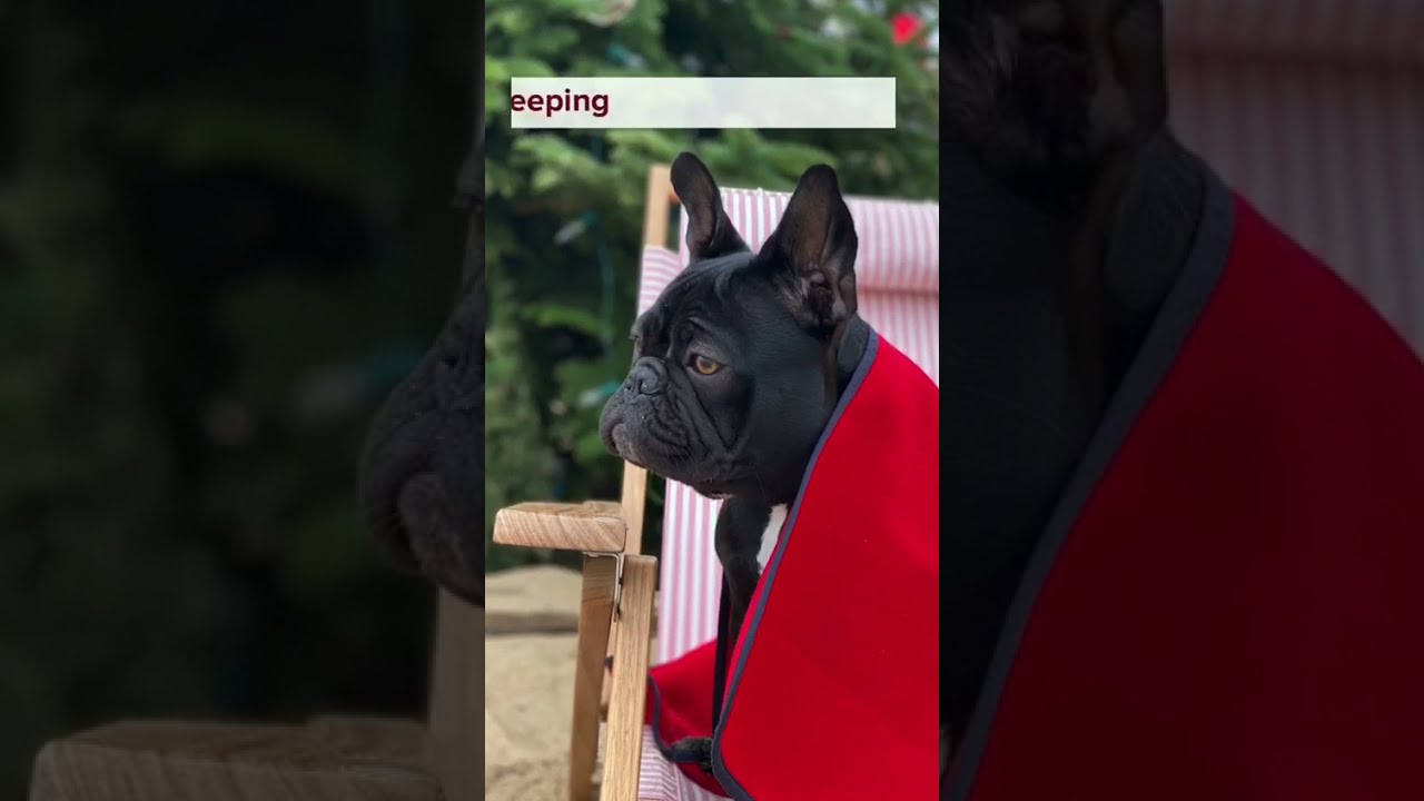 Cozy Up with Canine Companions A Guide to the Perfect Dog Christmas Blanket