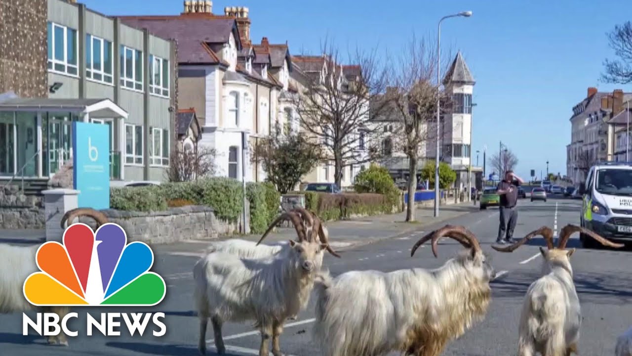 Emissions Down, Wildlife Returns As People Stay Home During Pandemic | NBC News NOW