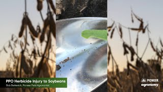 Soybean PPO Herbicide Injury Management