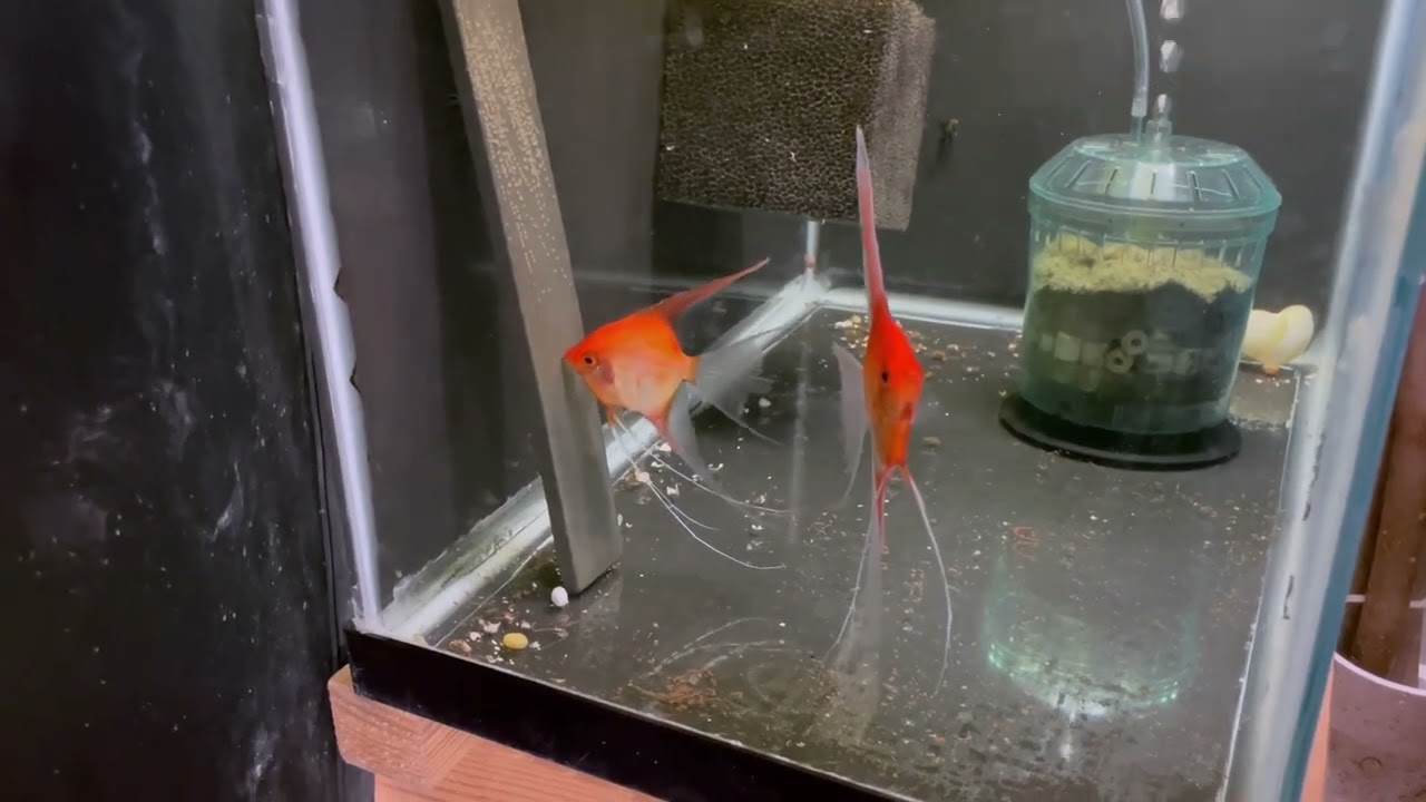 Sunset Angelfish Breeding Pair 4016