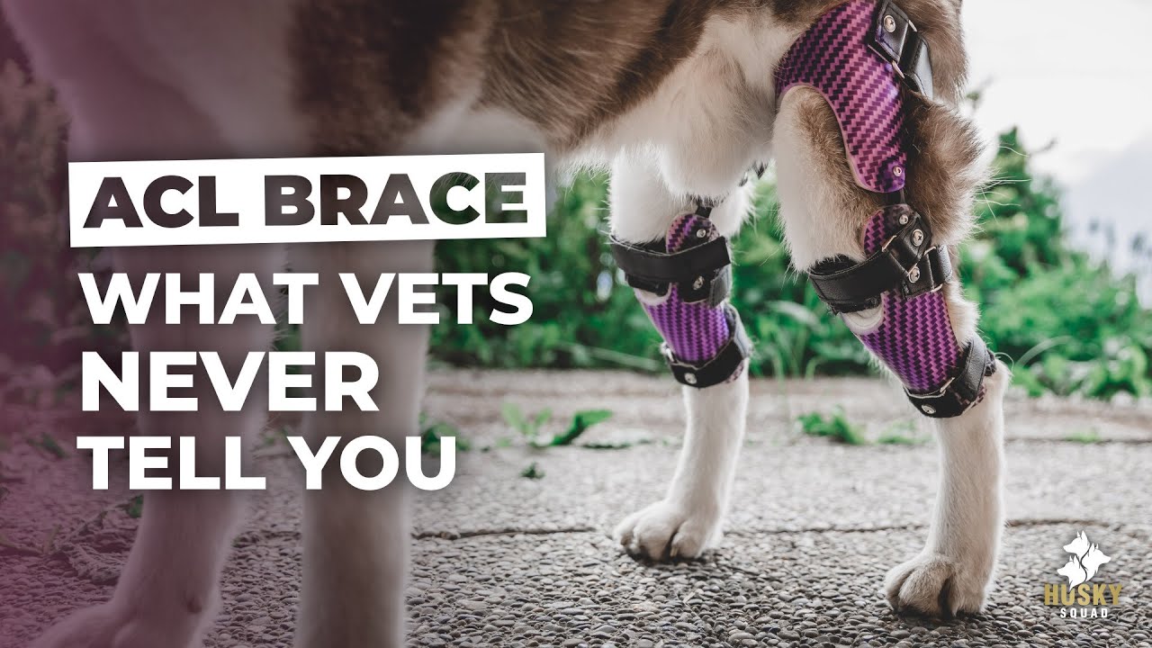 canine stifle brace