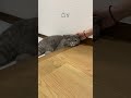 #cat #猫 #猫動画 #ねこ #猫あるある #可愛い猫 #おもしろい猫 #ブリティッシュショートヘア