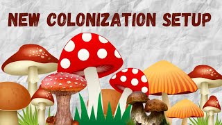 My "New" colonization setup!