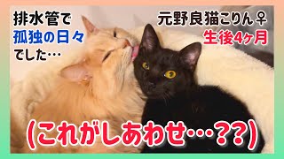 【保護4ヶ月目】排水管暮らしだった孤独な子猫が先住猫に甘える映像です。 by すずベルこりん2人のパパ 3,138 views 2 months ago 3 minutes, 20 seconds