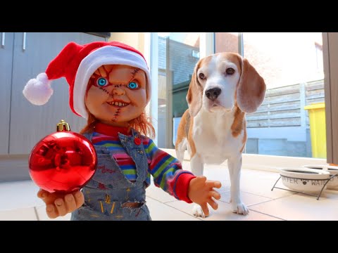 dogs-vs-little-chucky-prank-4-:-funny-beagles-louie-&-marie