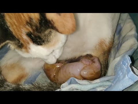 Paano manganak ang pusa - For the second time my cat gives birth to 5 kittens