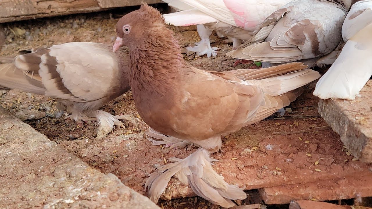 লাল সুন্দরী 🔥২ জোড়া বিক্রয় হবে ||ডিম বাচ্চা ওকে ||#realpigeonlover #video #pigeon #video 
