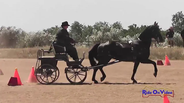 22C Alyson Harris Preliminary Single Horse Cones V...