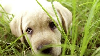 American Kennel Club Lists Most Popular Dog Breeds