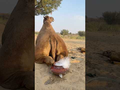 وضع الجر ة خلف المضخة لاستخراج الماء الأبيض لملء الق ر ب 