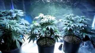 PissDrunx0420 Dark Dragon SCROG Veiwers Choice Selection