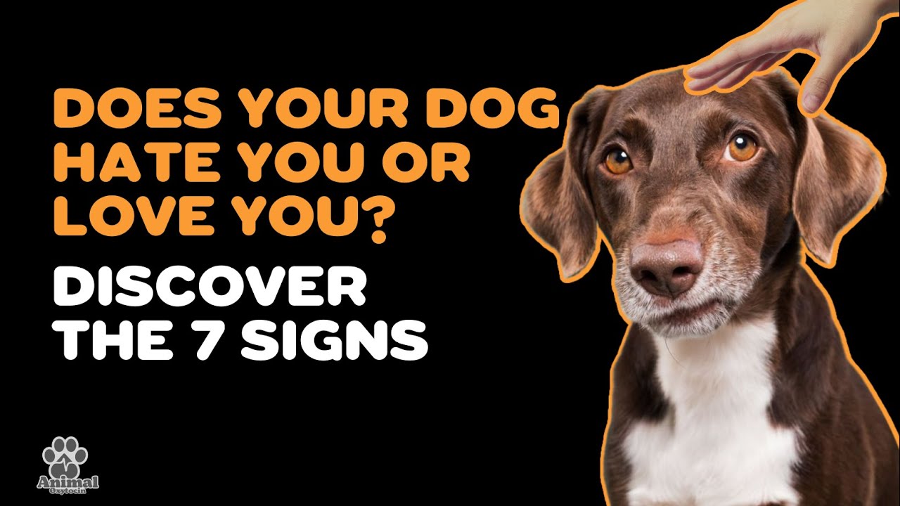 7 SIGNS THAT YOUR DOG HATES YOU YouTube