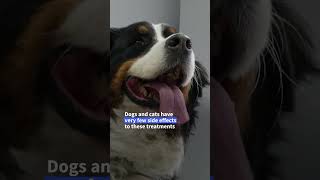 Cancer treatments increasingly used on pet animals