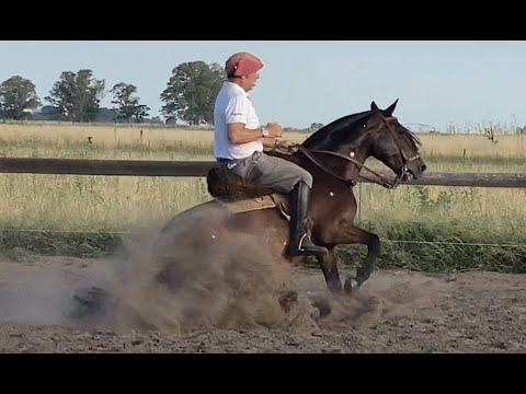 Video: Cómo Enseñar A Un Caballo A Coleccionar