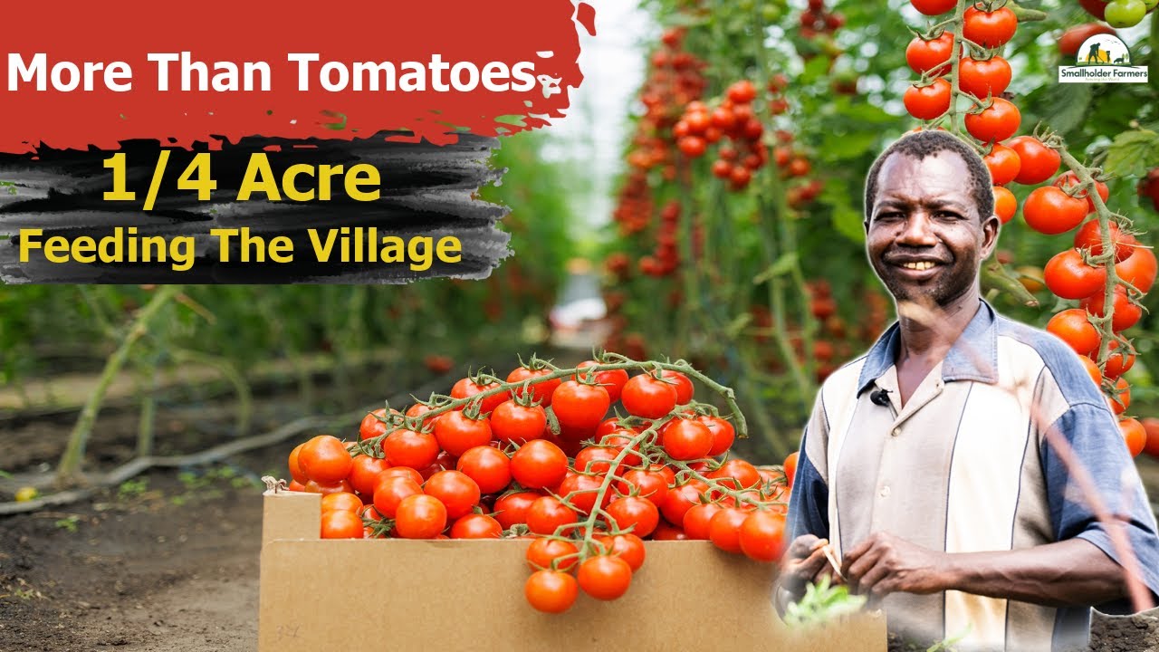Kenyan Farmer Reaps From Tomato Farming | Profits from 1/4 Acre Farm in Kenya