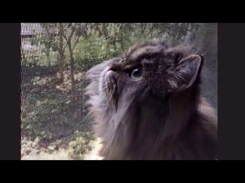 おれ、ねこ 出演:レオン Eテレ0655